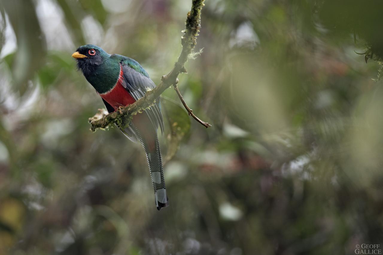 Ecolucerna Lodge Tambopata 푸에르토말도나도 외부 사진