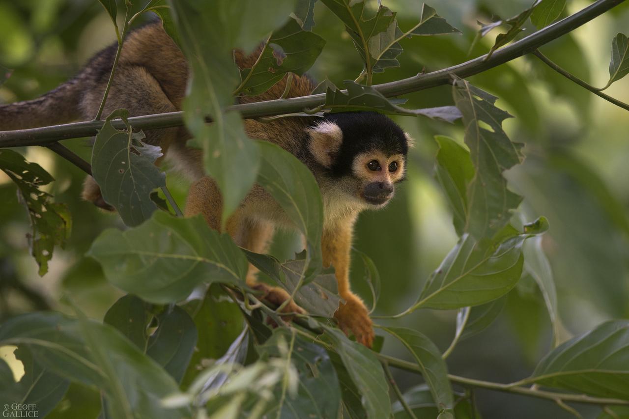 Ecolucerna Lodge Tambopata 푸에르토말도나도 외부 사진