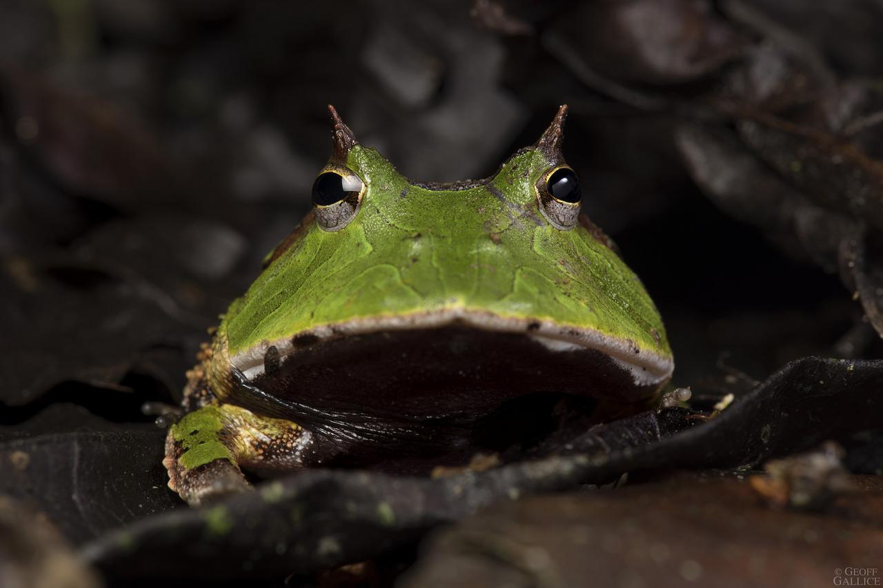 Ecolucerna Lodge Tambopata 푸에르토말도나도 외부 사진